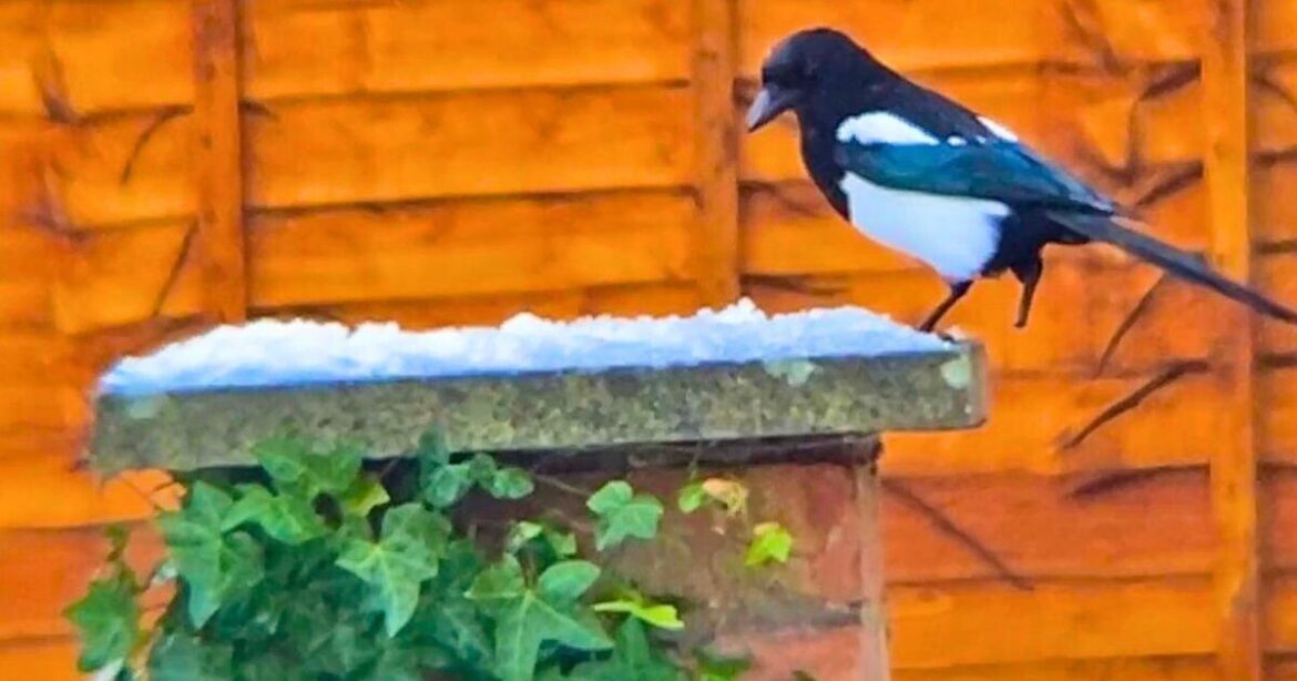 Magpies will stop bullying robins if you hang 1 simple item around your garden