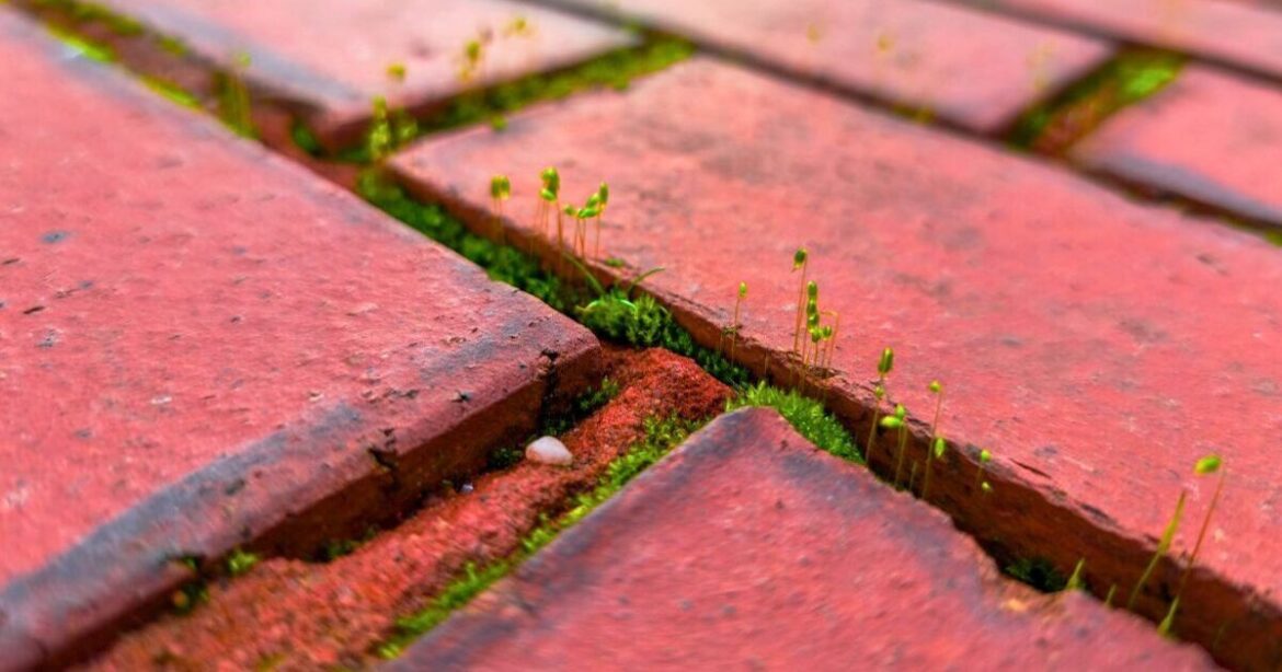 Moss and weeds will not grow back if you pour 1 natural item over a patio