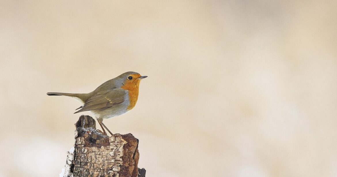 Woman who has family of robins visit every day shares 1 food they love