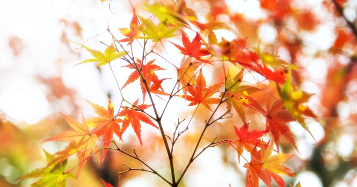 Gardeners urged to do 1 task for Japanese acers before December ends
