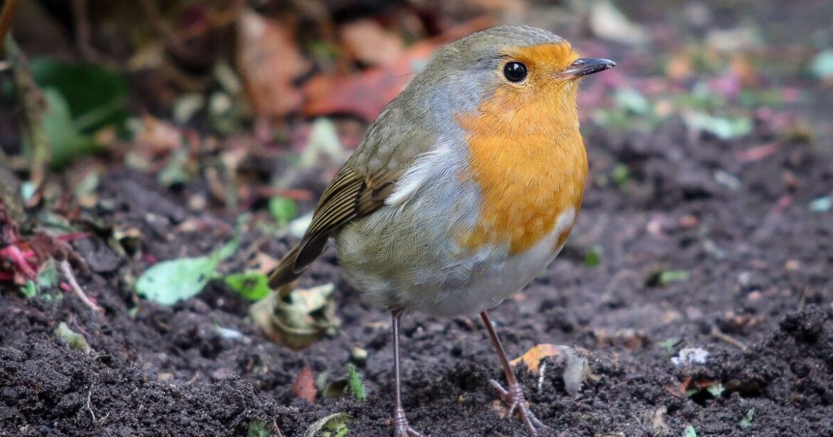 Birds will flock to your garden and never leave if you follow gardener’s 4 steps