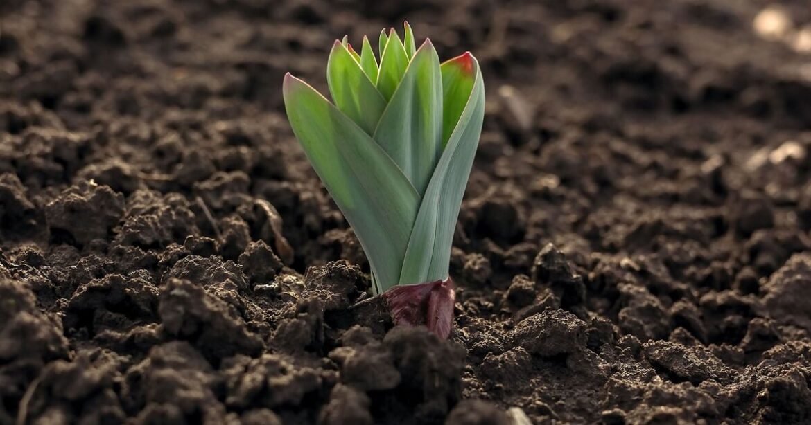 Make spring flower flourish by doing one job now as garden expert says 'it's not too late'