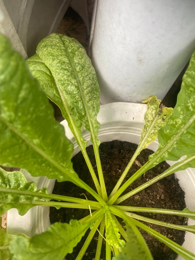 What is on my radish leaves?