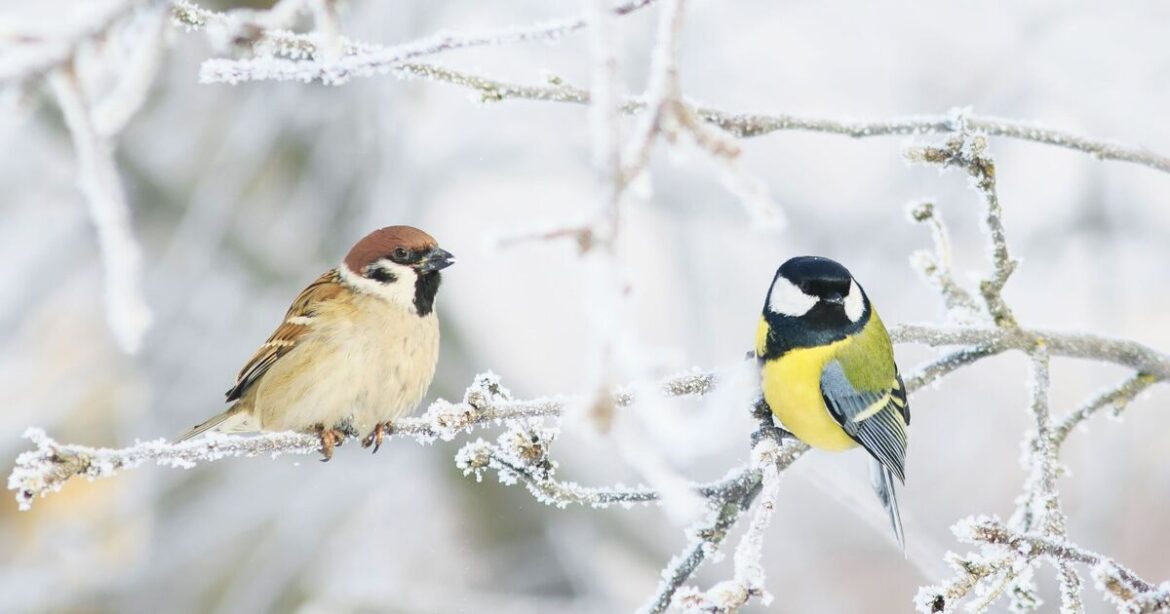 Birds will come to your garden if you don't throw away Christmas food