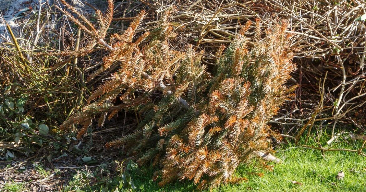 Households urged to put Christmas trees in gardens in January