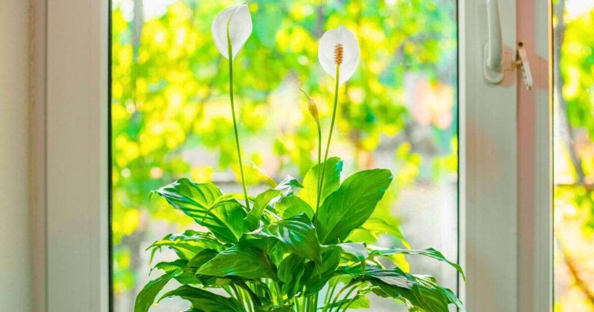 Peace lilies will grow greener and healthier if a 5-minute task is done weekly