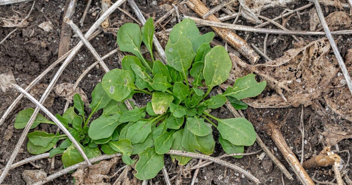 Weeds and slugs will be ‘suppressed’ if you sprinkle 1 Christmas item over soil now Weeds and slugs will be 'suppressed' if you sprinkle 1 Christmas item over soil now