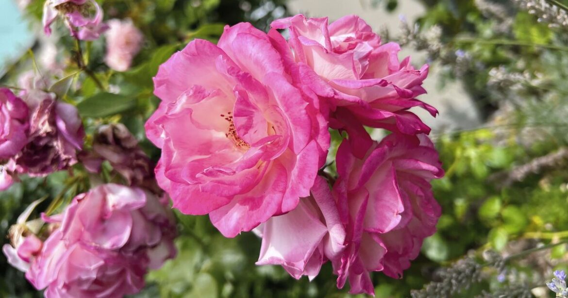 Roses will be disease-free if you put 1 item in the soil Roses will be disease-free if you put 1 item in the soil