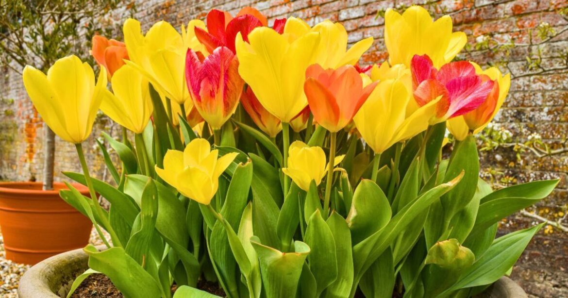 Tulips burst with blooms in spring if gardeners follow Monty Don’s 1 simple rule