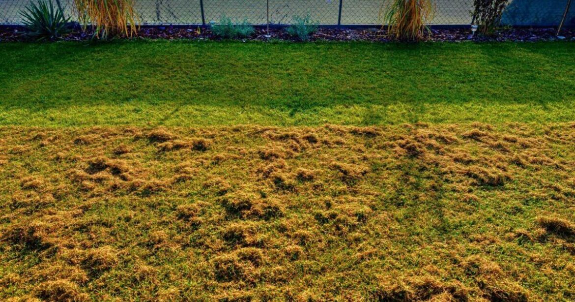 Moss will stay off lawns for good if 1 item is used