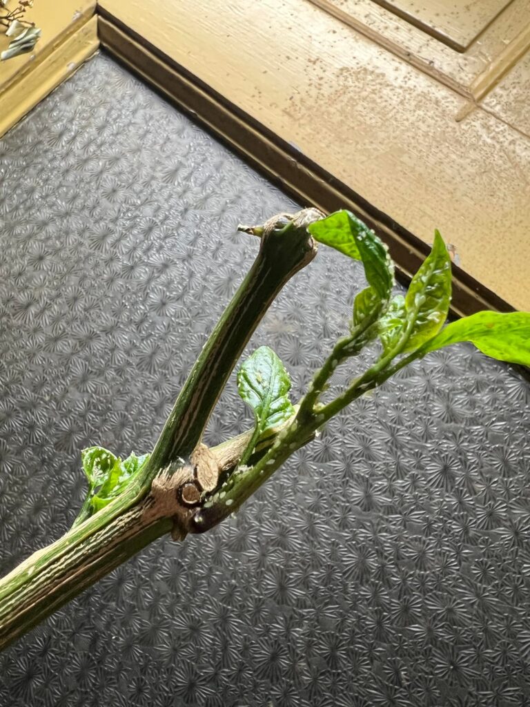 What are these bugs?? What are these bugs??