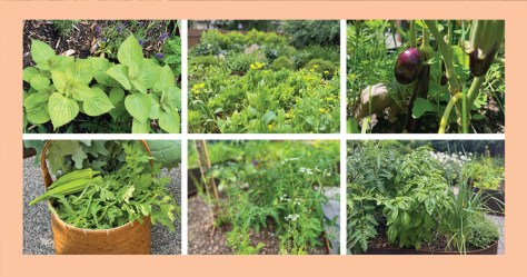 The small site yields bountiful vegetables and herbs.