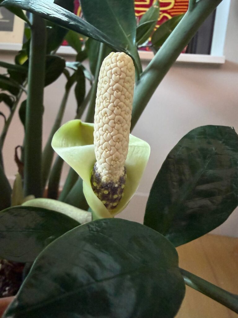 Success Story: ZZ Plant - Rotten Rhizome to Flowering in 3 years