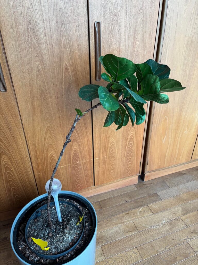 Where to cut my Fiddle Fig?