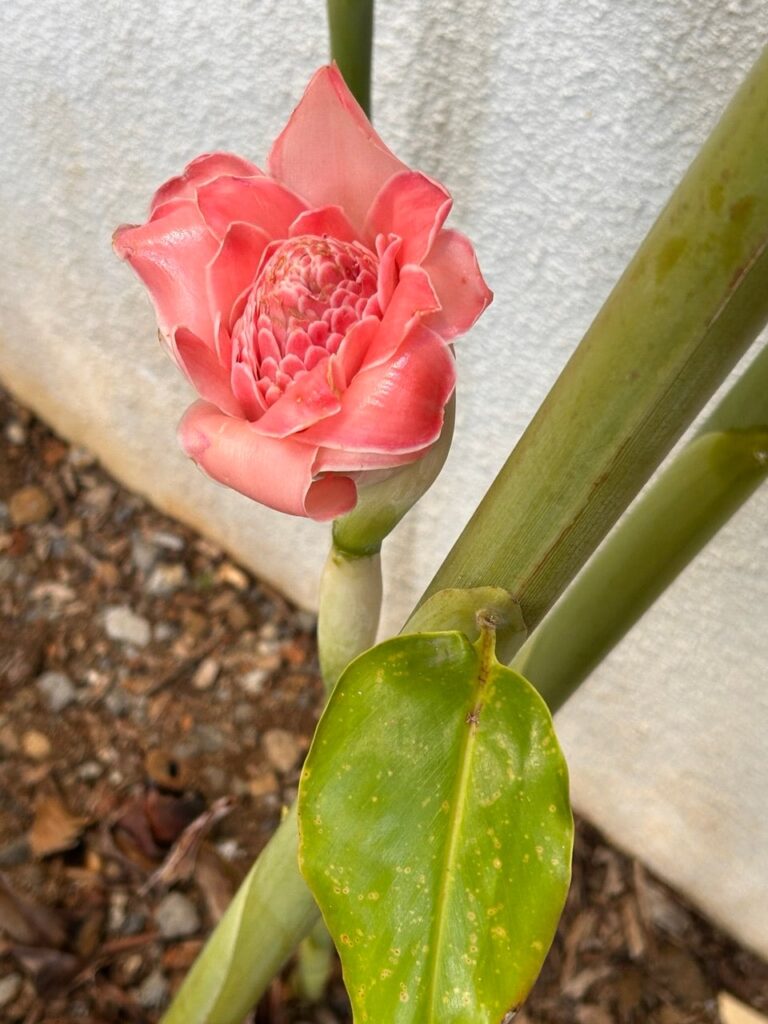 What plant is this? From the island of Mauritius
