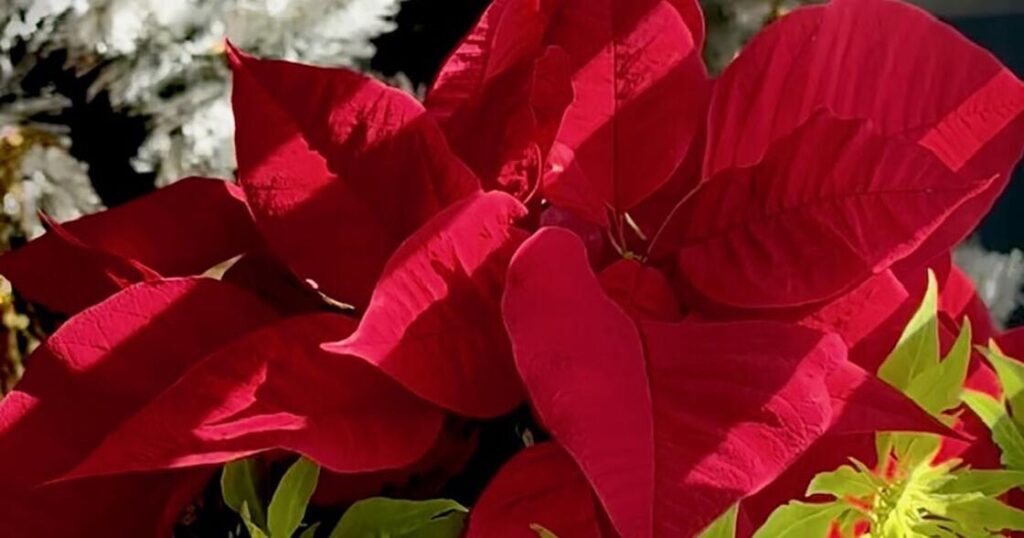 On Gardening: Christmas combos makes the season dazzle |