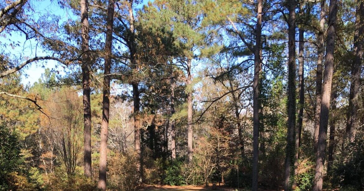 AIKEN MASTER GARDENERS: Taking the long view AIKEN MASTER GARDENERS: Taking the long view