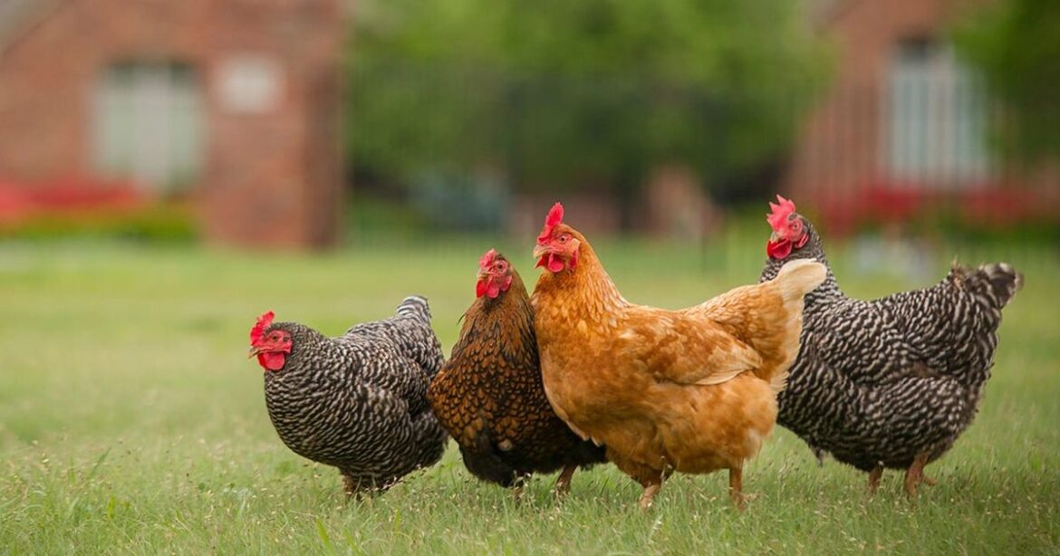 Protect your flocks amid state spike in avian influenza cases