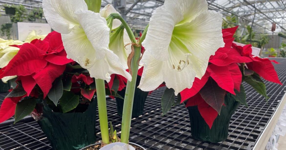 Brighten your holiday garden with poinsettias and amaryllis Brighten your holiday garden with poinsettias and amaryllis