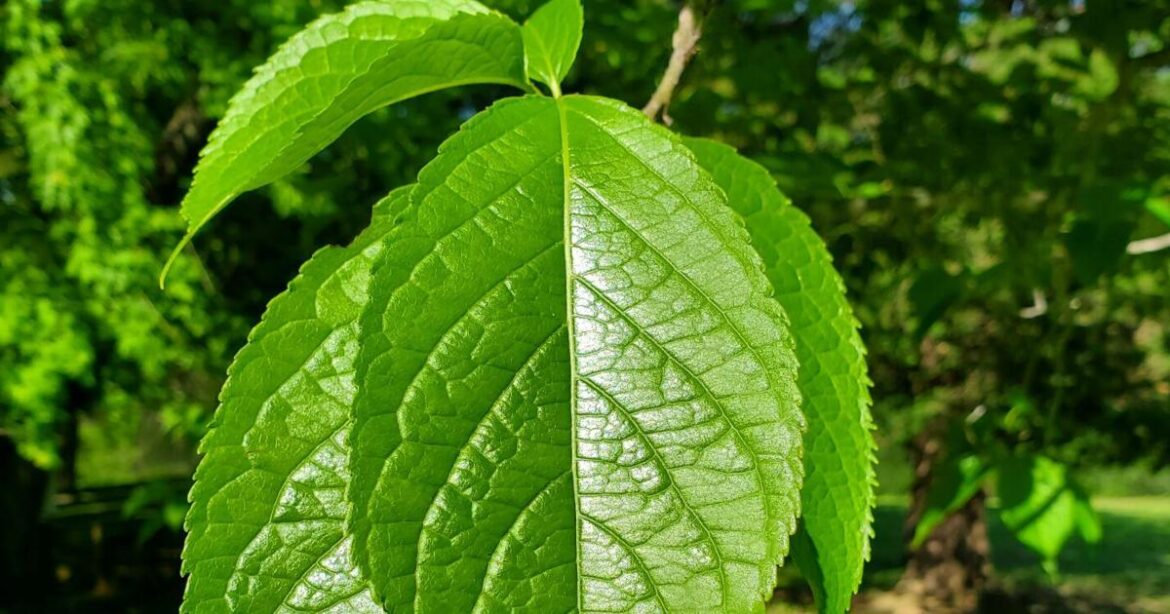 In the Garden | Power banks | Gardening In the Garden | Power banks | Gardening