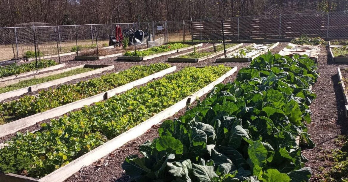 Signup for garden plots starts Jan. 5 | News