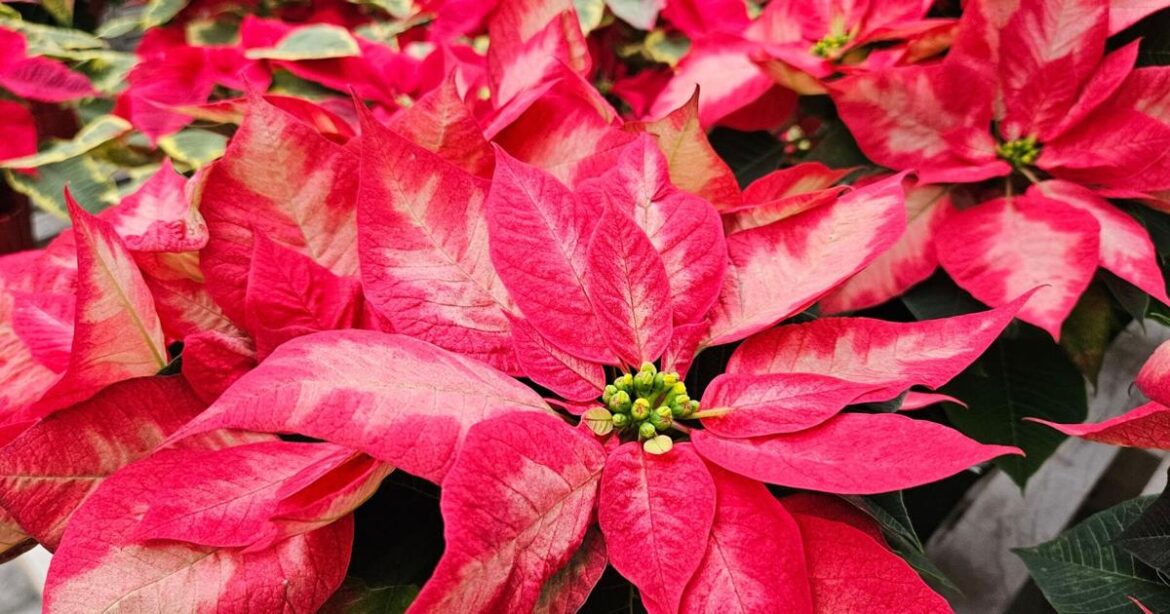 Here’s how you can bring joy to a gardener this Christmas | News Here’s how you can bring joy to a gardener this Christmas | News