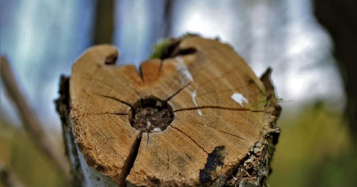 Helpful garden tips for December | Master Gardener | Lifestyles Helpful garden tips for December | Master Gardener | Lifestyles