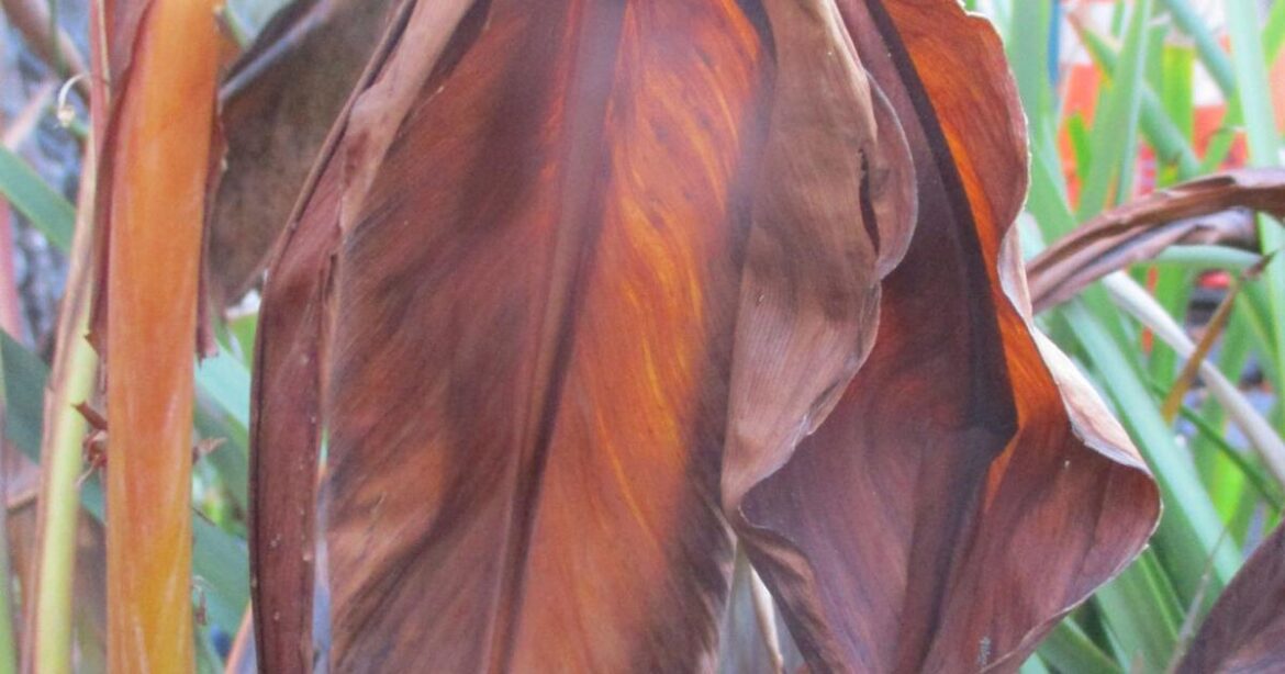 Frost is not an enemy | Tony Tomeo | Home & Garden Frost is not an enemy | Tony Tomeo | Home & Garden