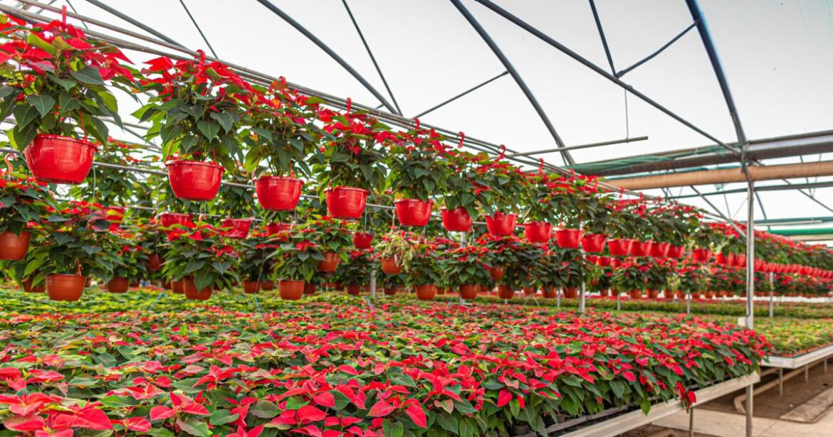 Your winter gardening questions, answered