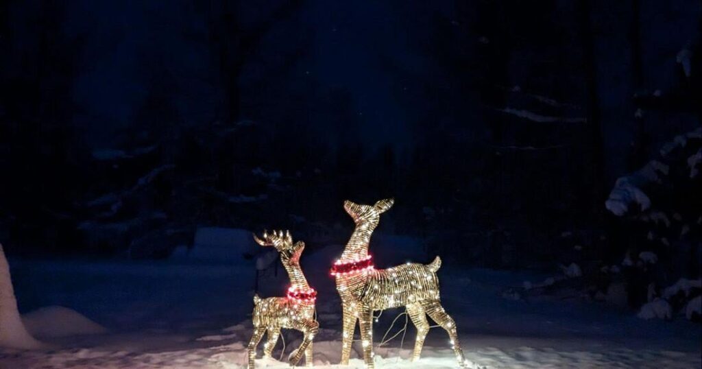 Georgeson Botanical Garden hosts winter light display | Georgeson Botanical Garden hosts winter light display |