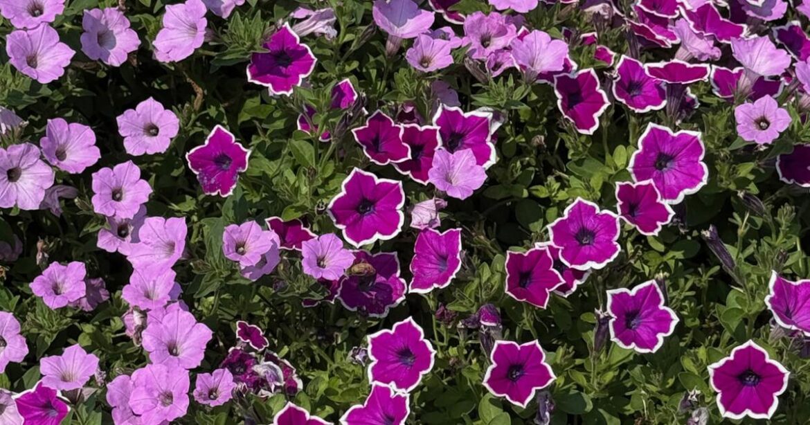 On Gardening: This petunia will add Cool Jazz to your garden | Gardening On Gardening: This petunia will add Cool Jazz to your garden | Gardening