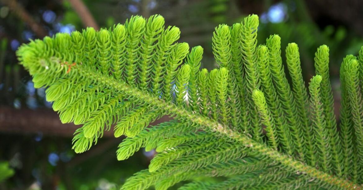 Here's how to care for Norfolk Island pine during, after holidays [Master Gardener column] | Home & Garden