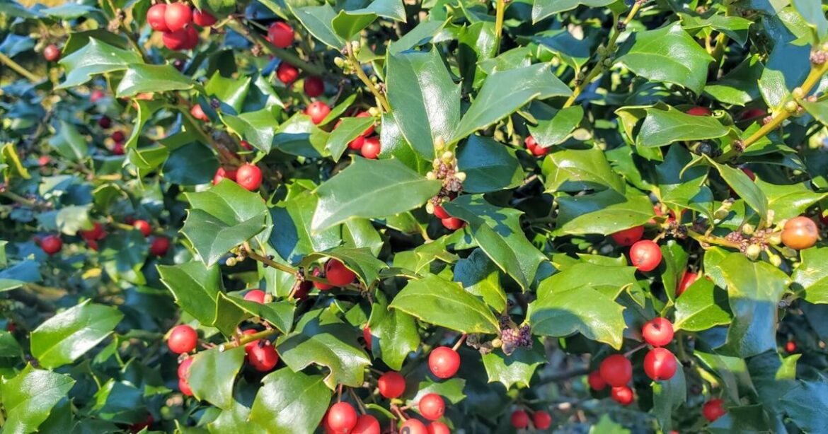 In the Garden | Symbol of the season | Gardening