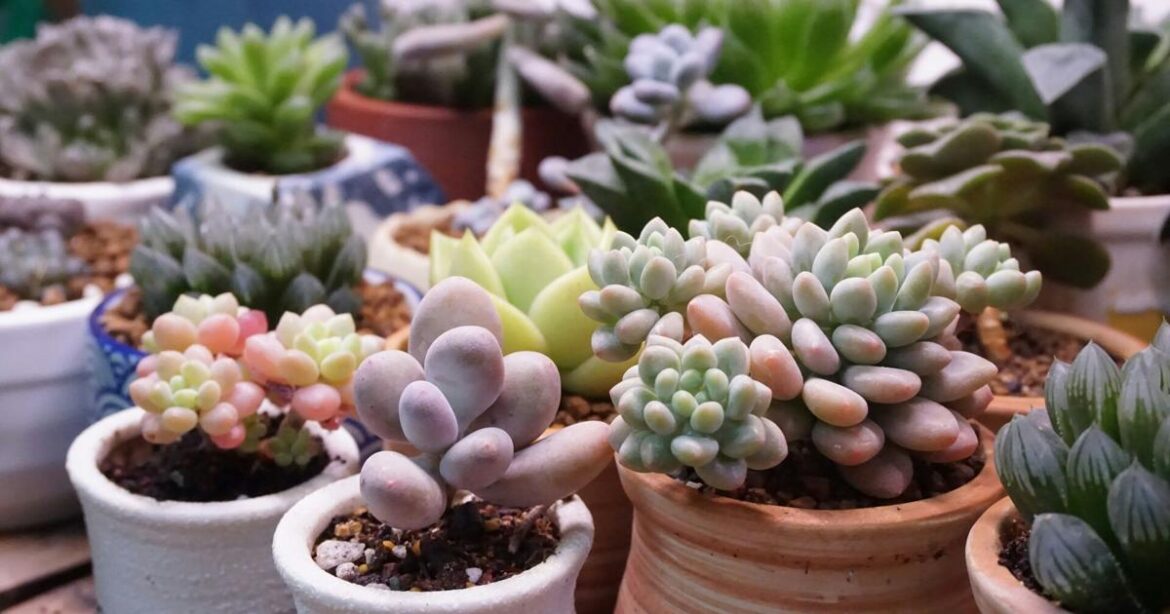 Barany in the garden: New year brings standout perennials worth a closer look | Home And Garden Barany in the garden: New year brings standout perennials worth a closer look | Home And Garden