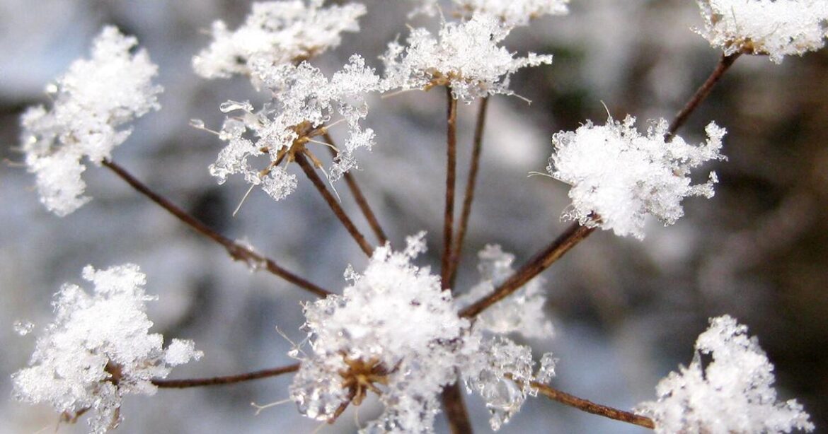 Think of birds in winter when planting garden | Farm News