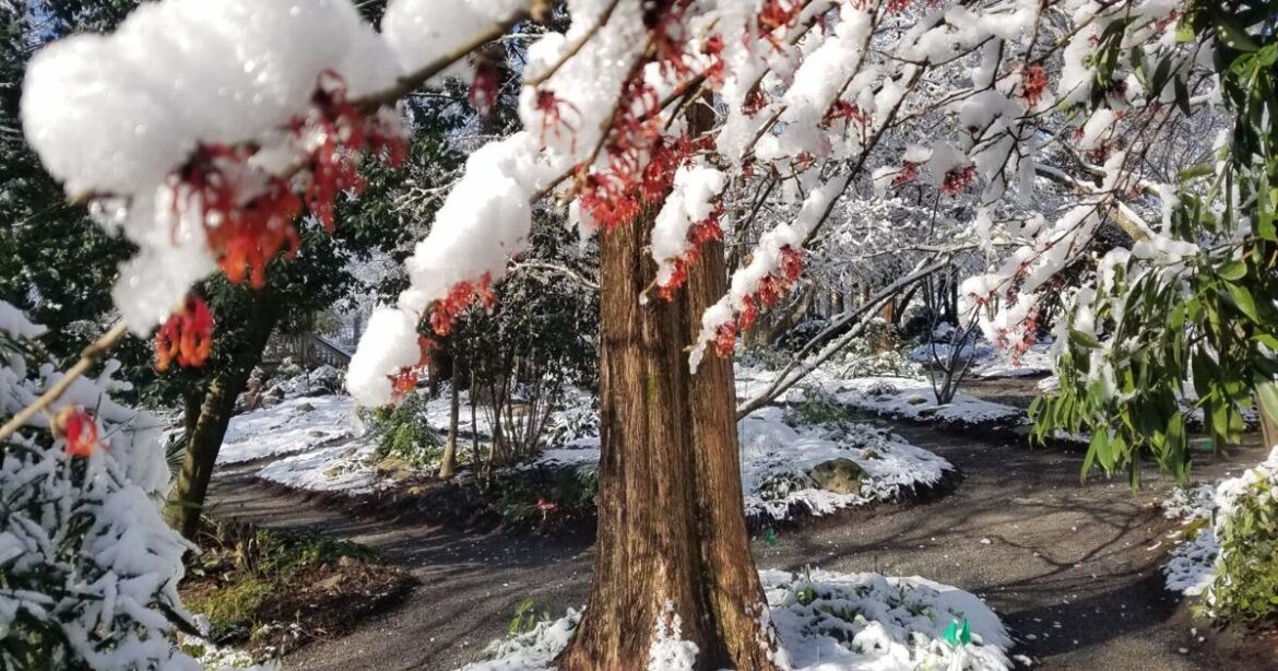 GARDEN GUIDE: Persephone Days: Days to be thinking about your garden | Archives