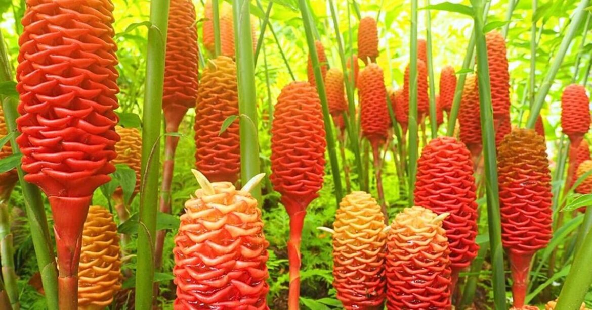 Ask a Master Gardener: A tropical twist for Georgia gardens | Farm and Garden
