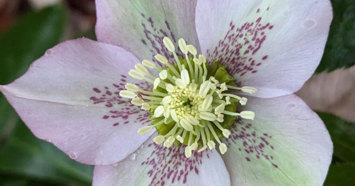 Winter flowers may be scarce | Tony Tomeo | Home & Garden Winter flowers may be scarce | Tony Tomeo | Home & Garden