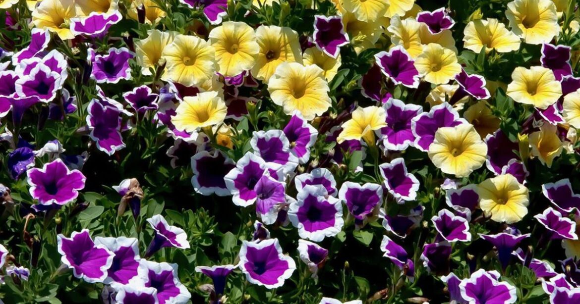 On Gardening: Supertunia Hoopla Vivid Orchid garners Petunia of the Year | Gardening