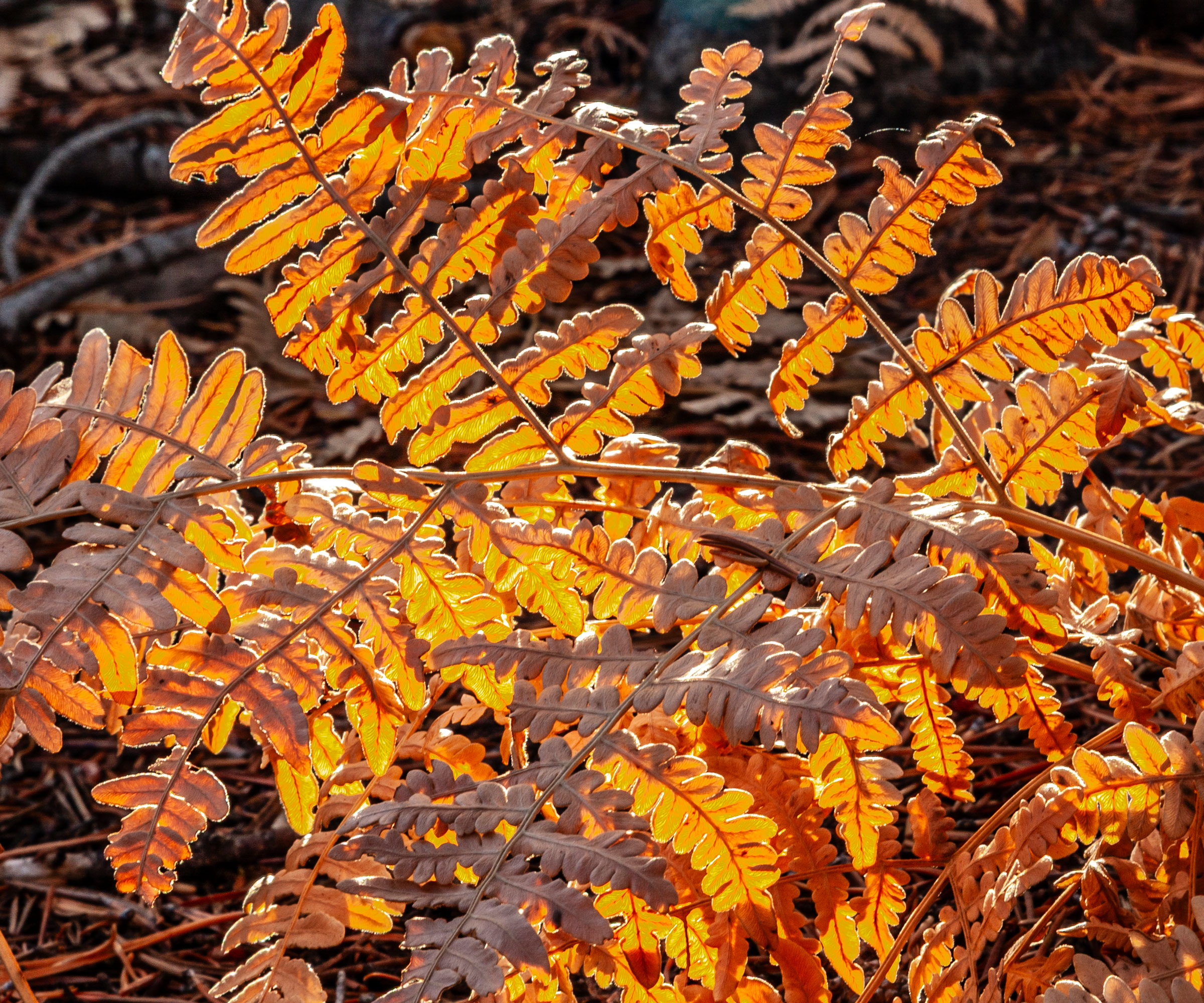 terracotta coloured foliage of the autumn fern (Autumn Fern (Dryopteris erythrosora)
