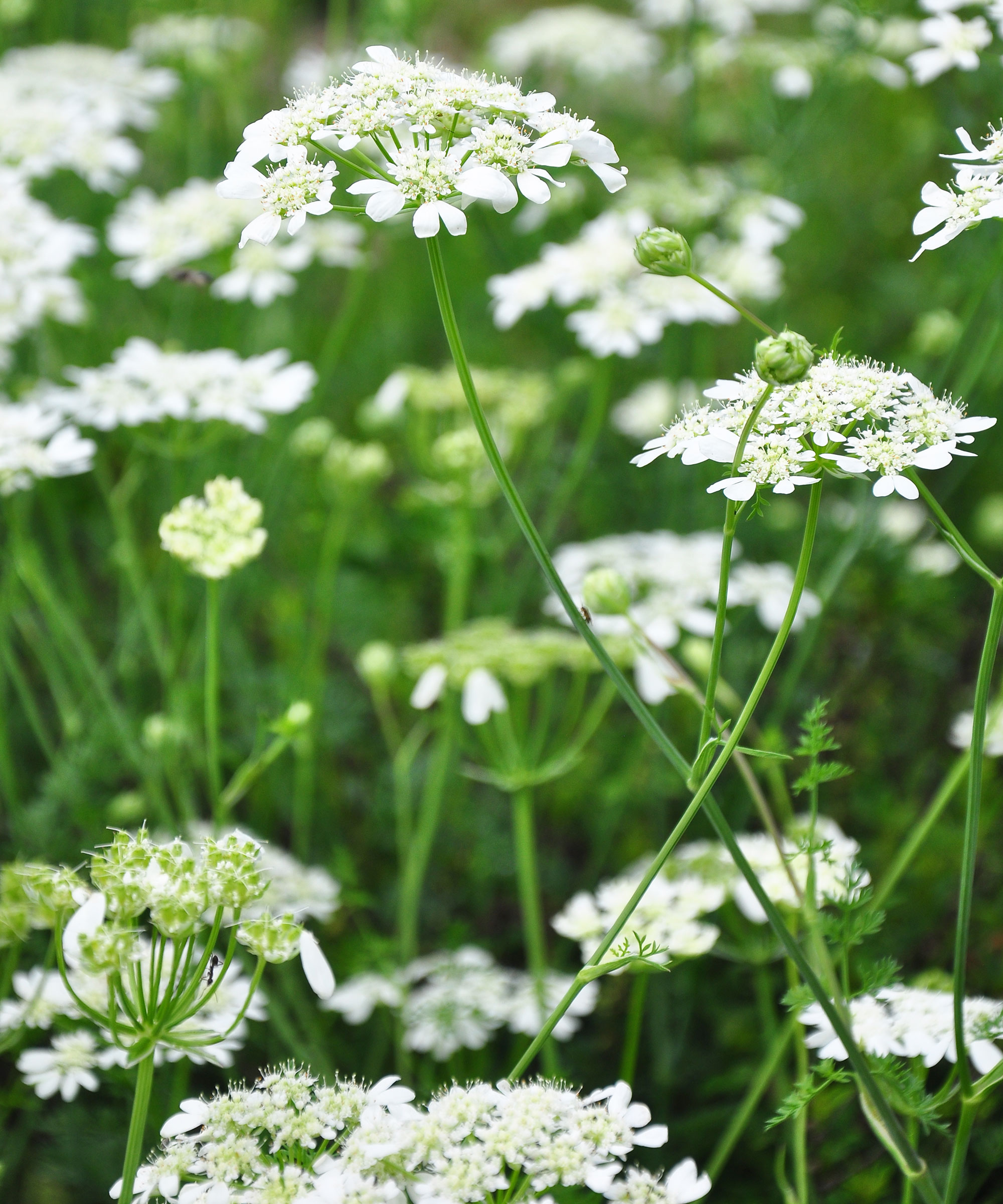 Orlaya grandiflora flowering in wildflower garden