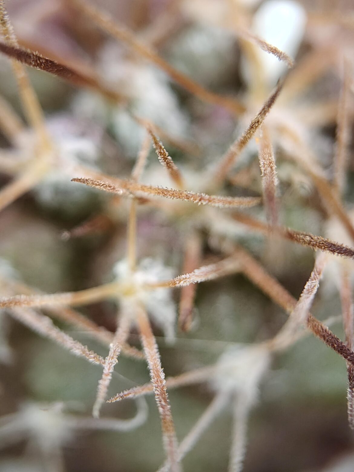 100x macro of Copiapoa grandiflora seedlings spines: they are actually hairy!