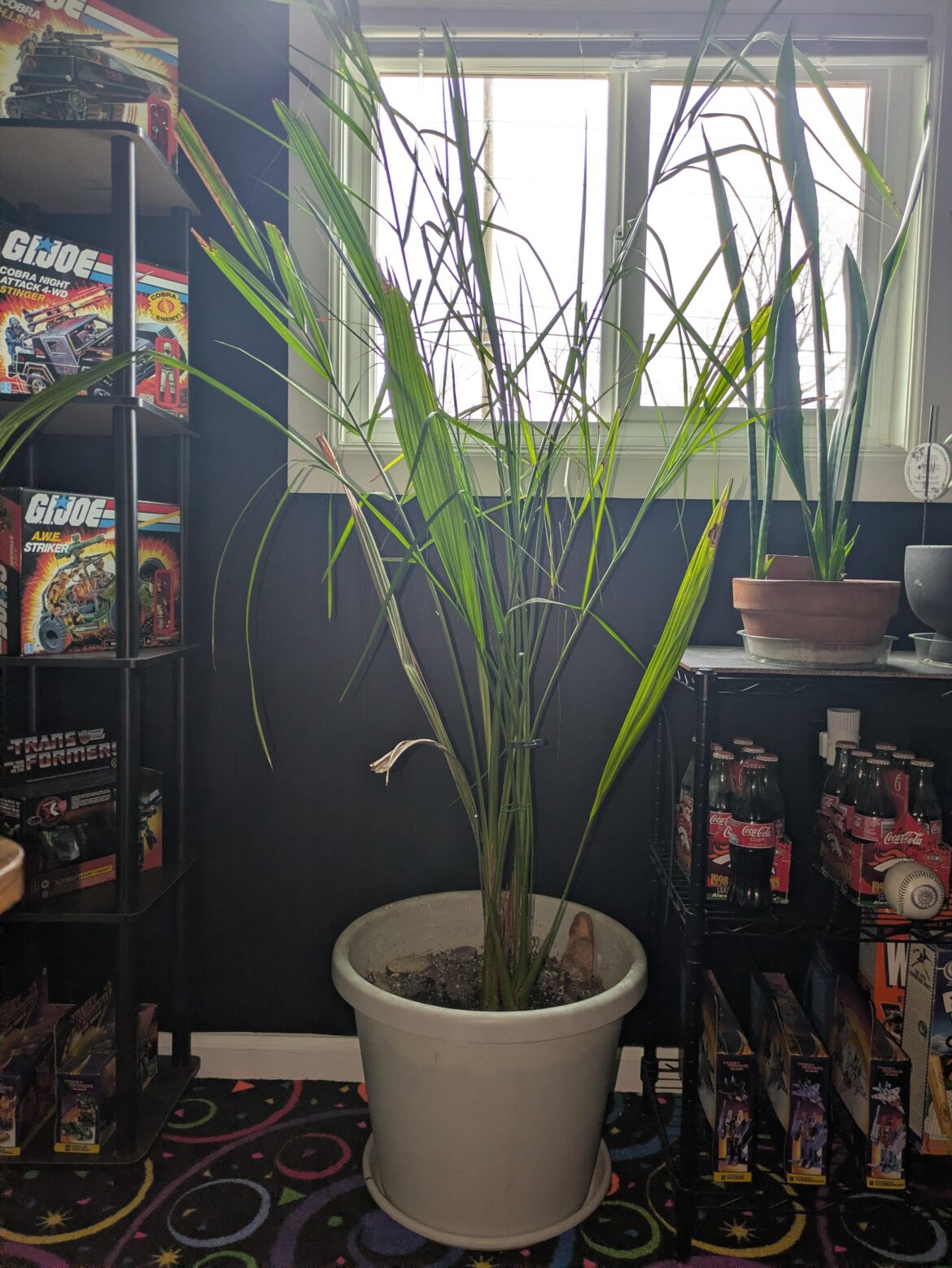 In the fall of 1990 (14 yo) I was eating dates from the Safeway bulk bins. When I was finished I put a date pit into a pot. This is that seed 35 yrs later. It's grown so slow and it looks nothing like a date palm. It's ugly but I can't seem to part with it. It stays in my back arcade room lol