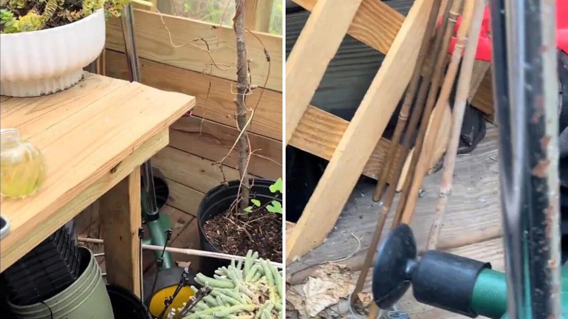 Gardener shares video after finding unexpected guest hiding in tools: ‘He’s so pretty’ Yahoo lifestyle home