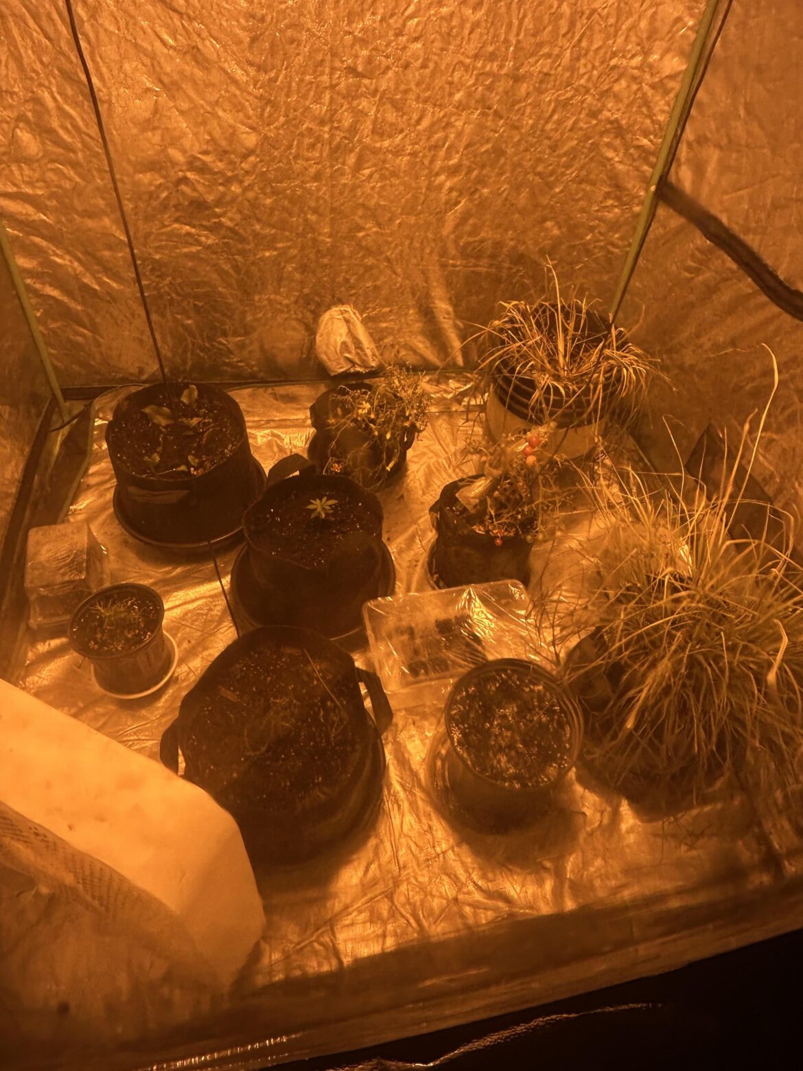 Do you think they will come back guess it was cold in back of uhall