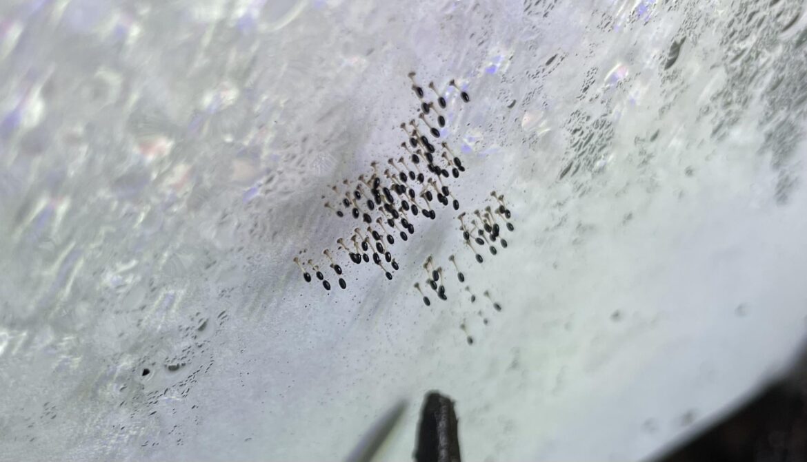 What are these things growing on my terrarium glass? What are these things growing on my terrarium glass?