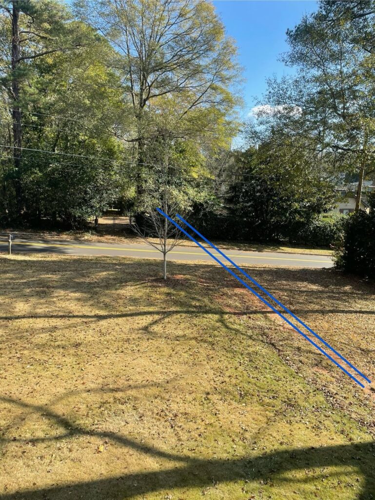 Maple near newly replaced sewer line Maple near newly replaced sewer line