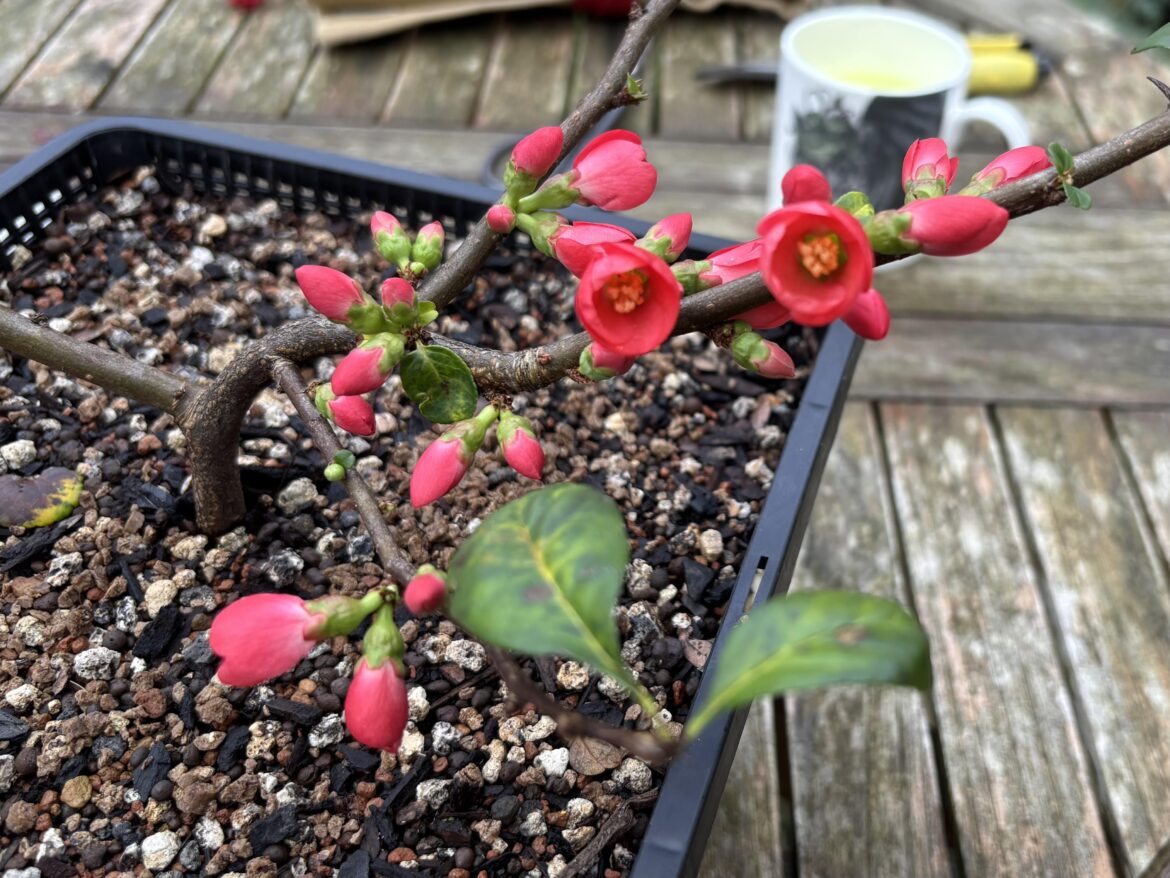 Quince winter interest