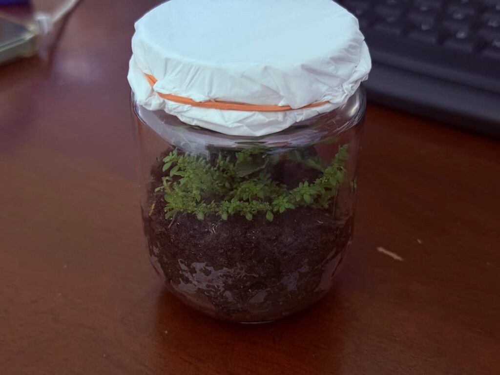 My first ever terrarium
