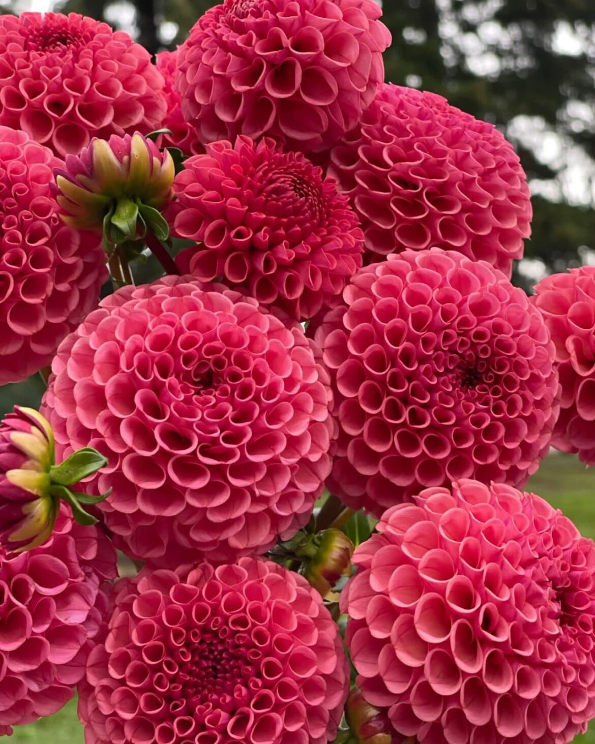 My favorite dahlia. Stunning and gorgeous